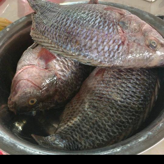 浪子天涯