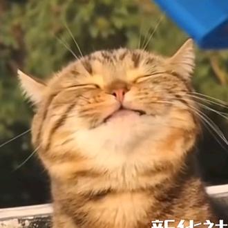 吉吉乐一粒