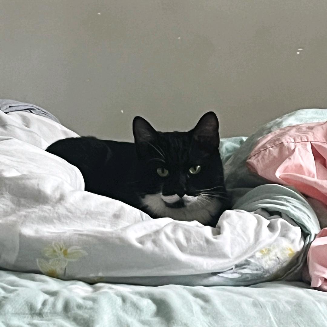 滚滚是只奶牛猫