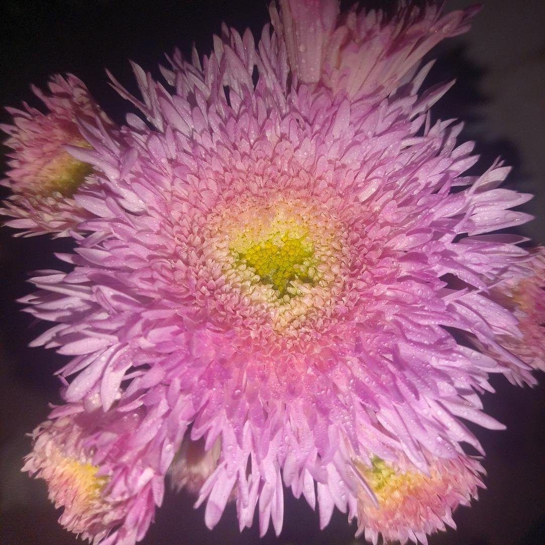 海岸的花果天台