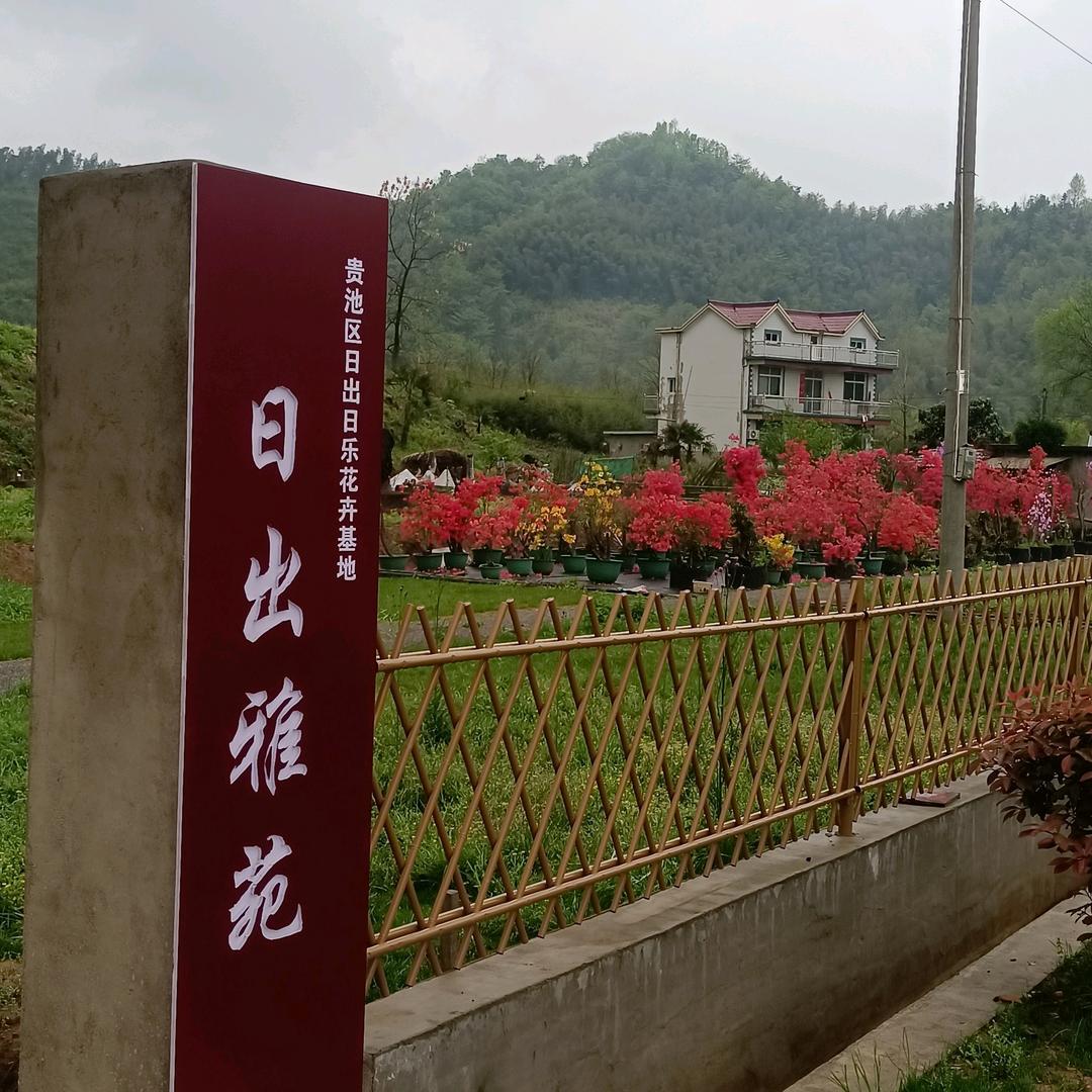 日出日乐《陈》