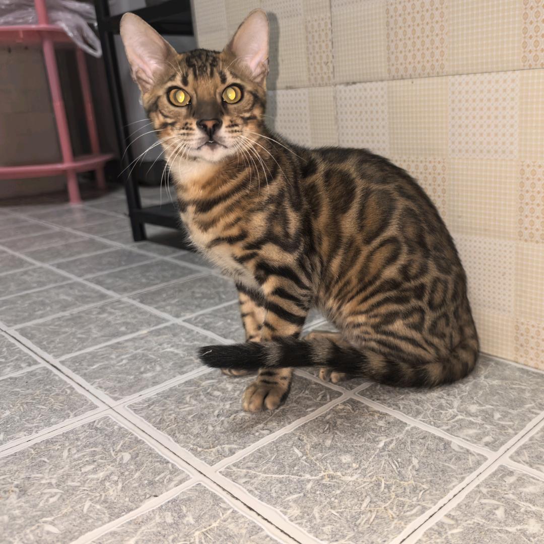 夏小宇    跑刀鼠（三角洲）