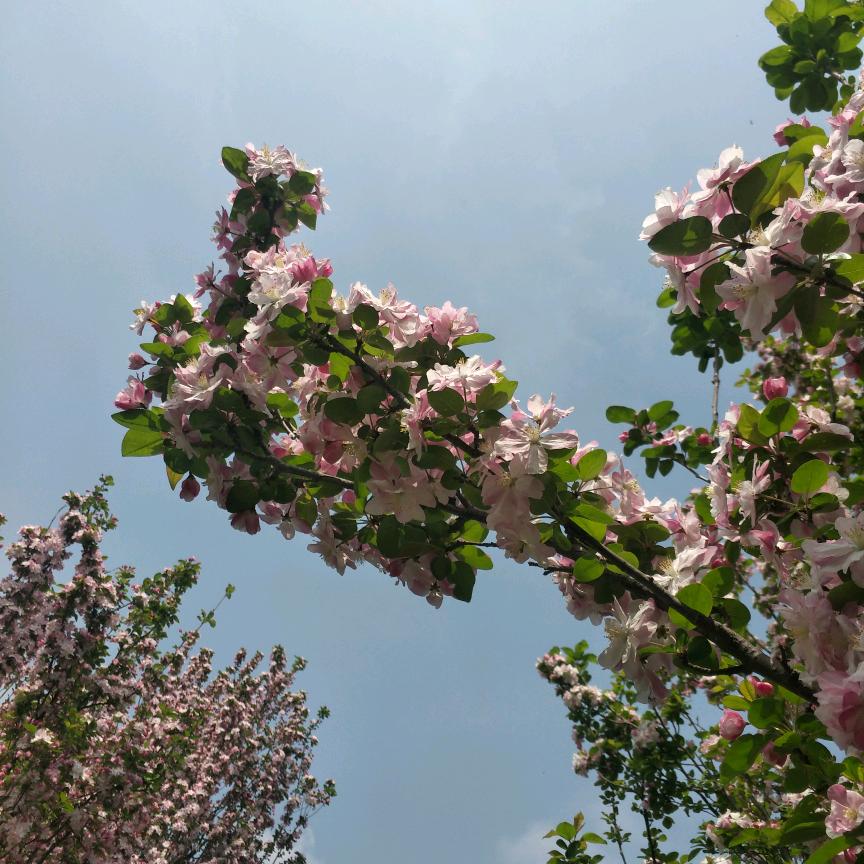 不会撒娇的小鸟依人