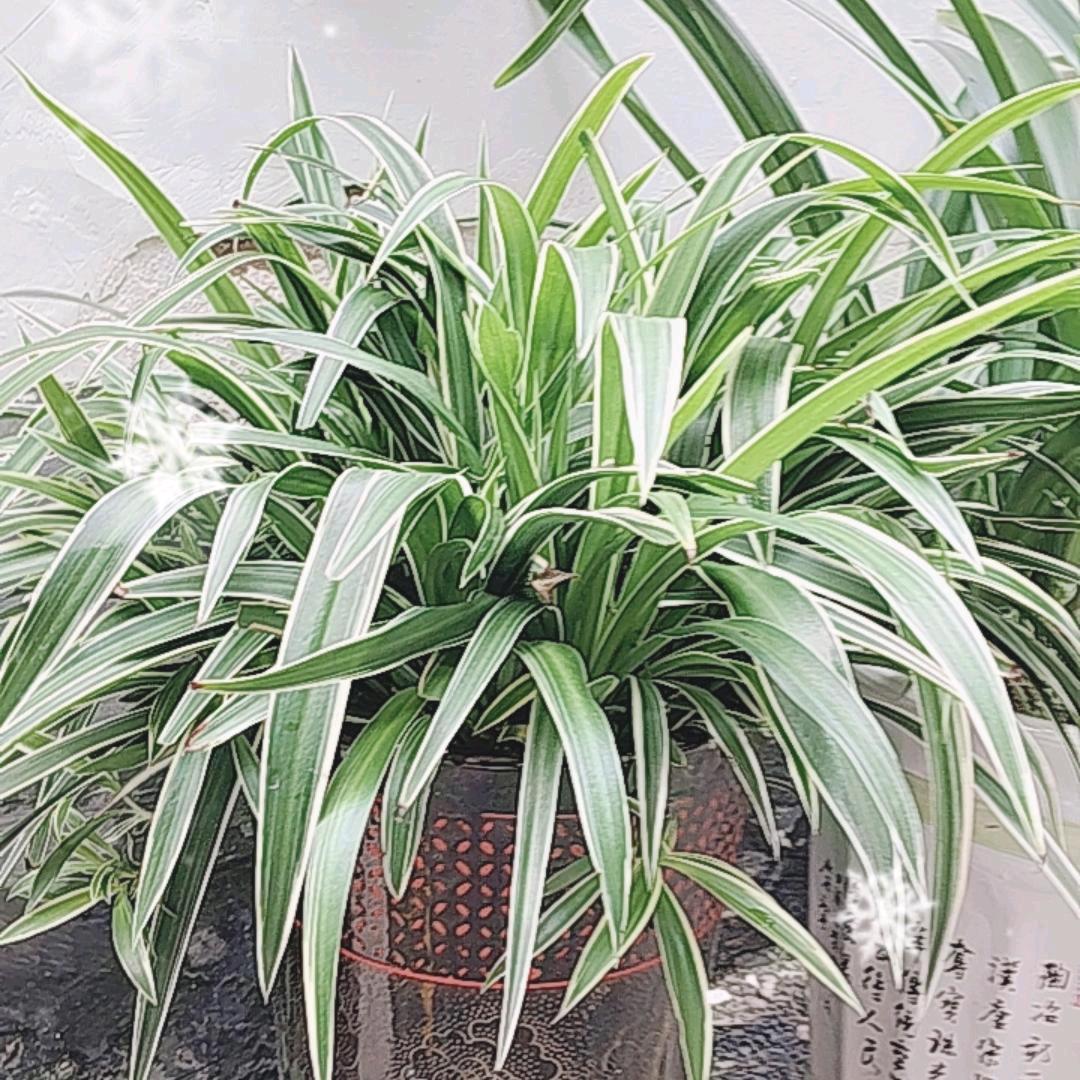 🌹悦悦
