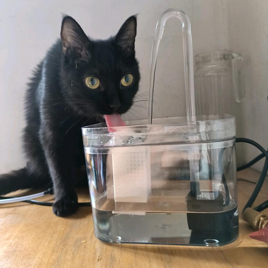 一只养法医的猫