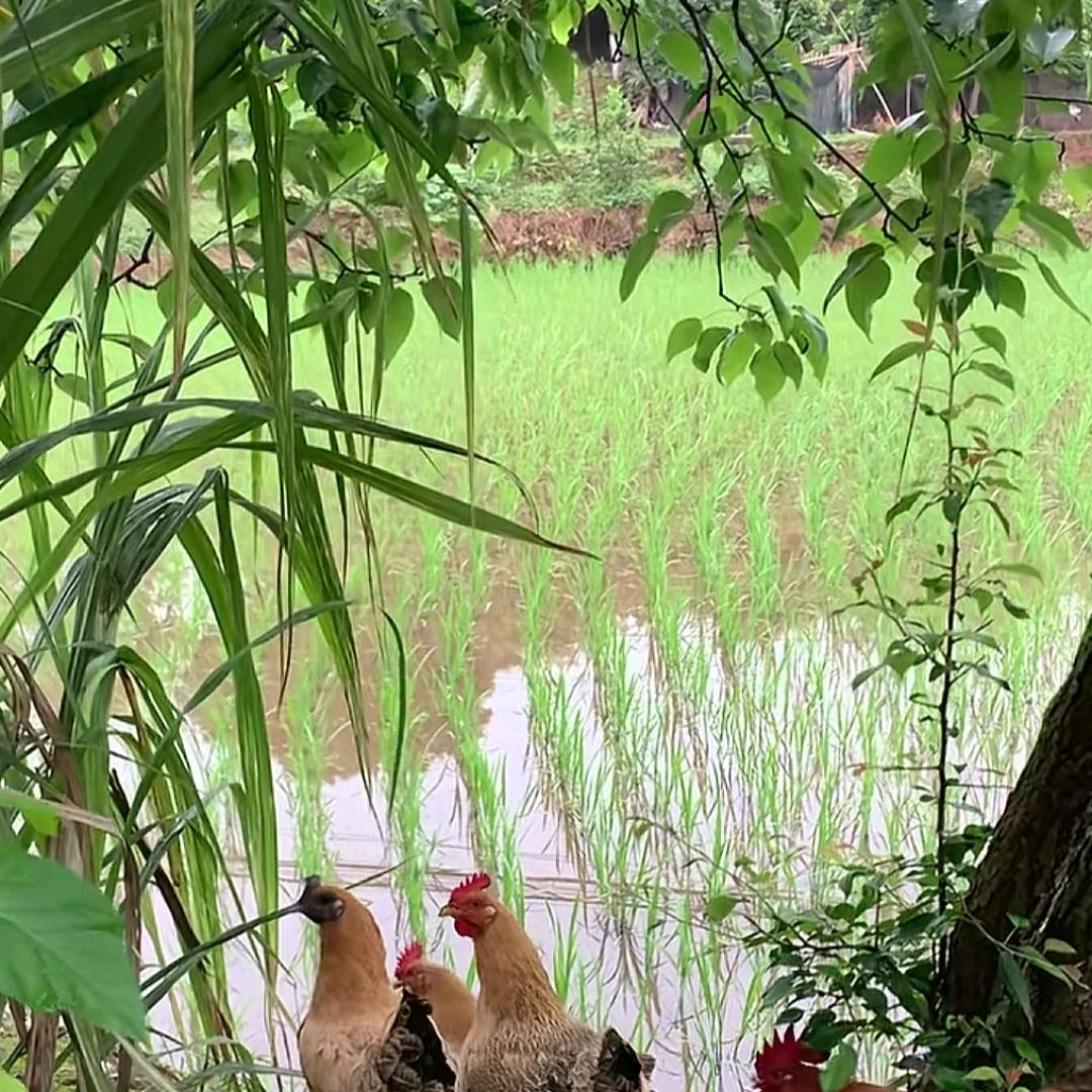 喜庆花