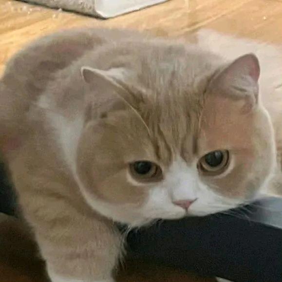 丑小乔头像
