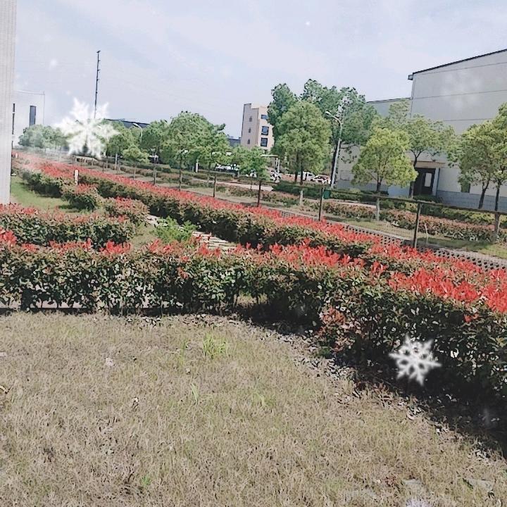 诚成