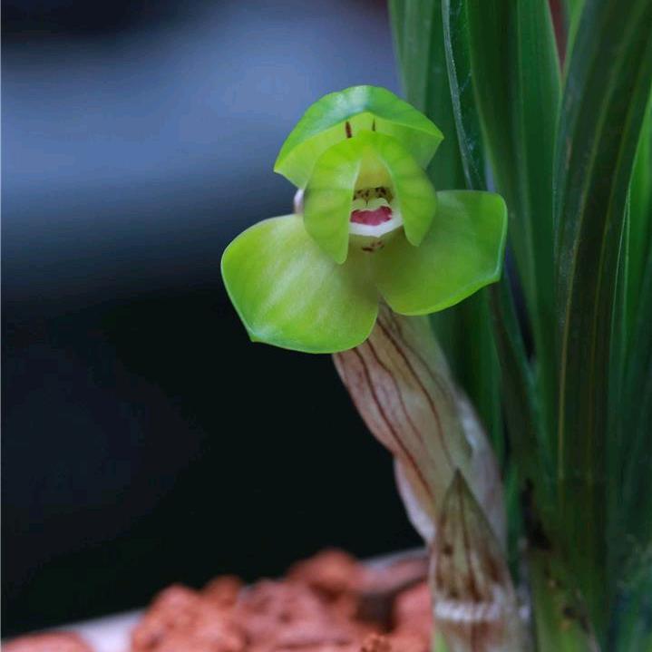 贵州柳树皮兰花植料加工厂