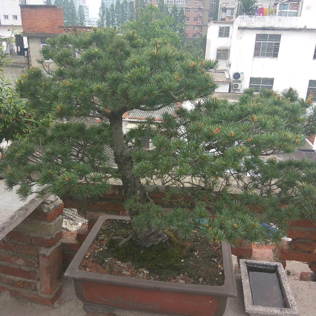 粥姐