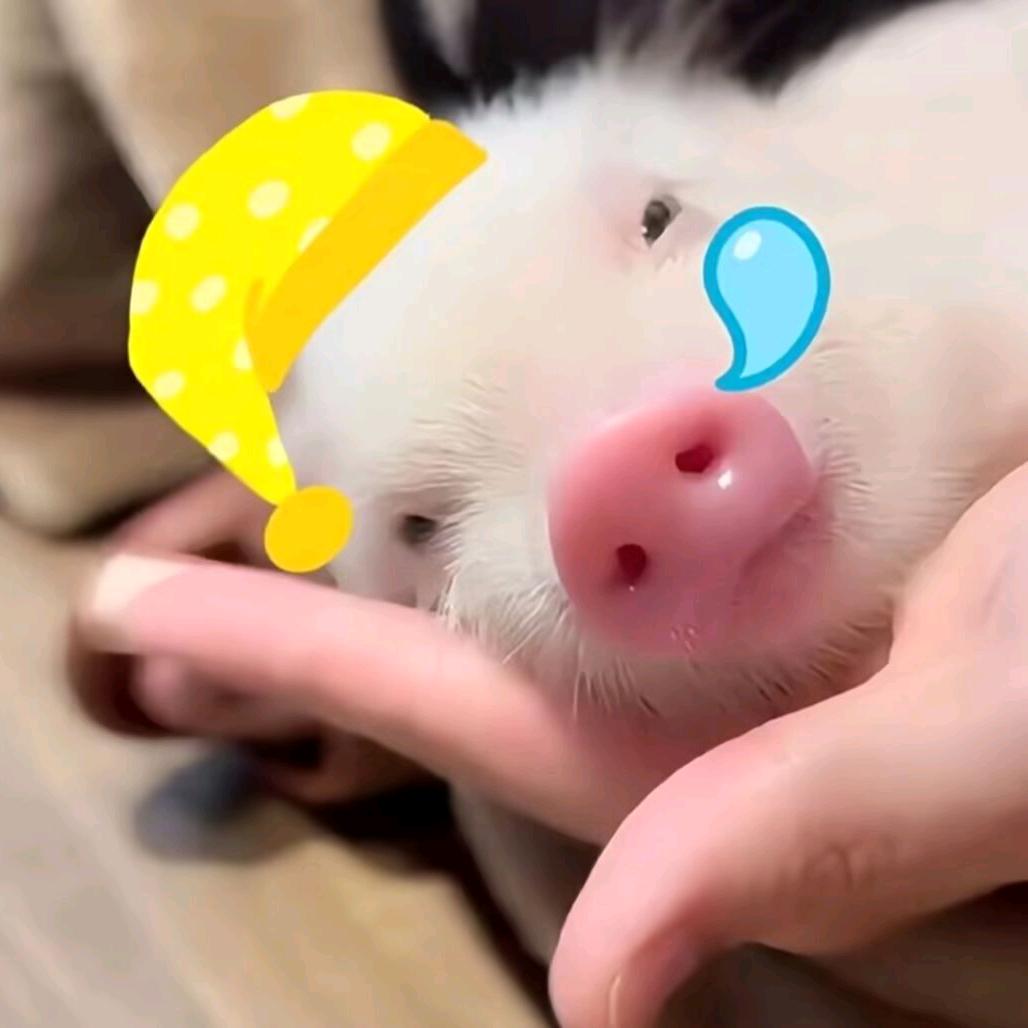 宗宗呀