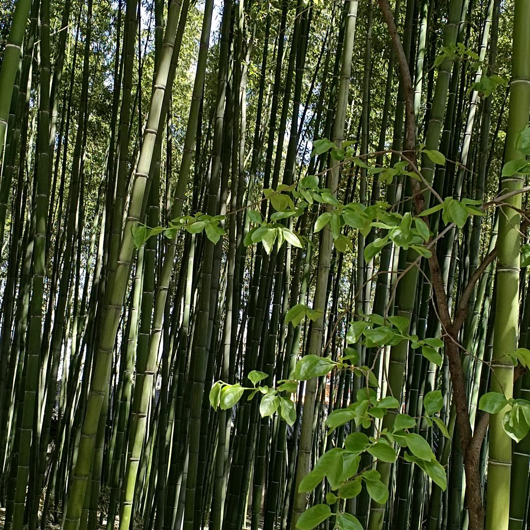 三丫头