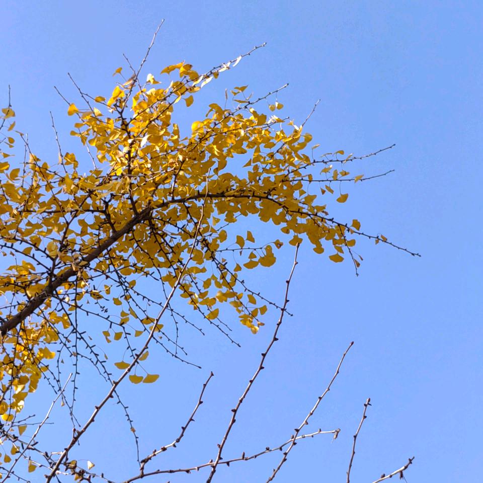 惠光611