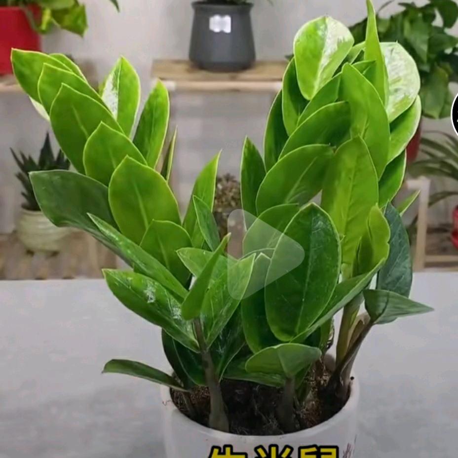 阿英🌹️🌹️