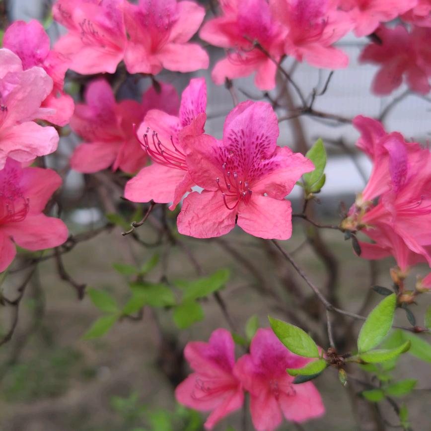 花姐