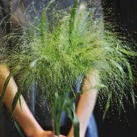 呈贡区花超配花花卉店