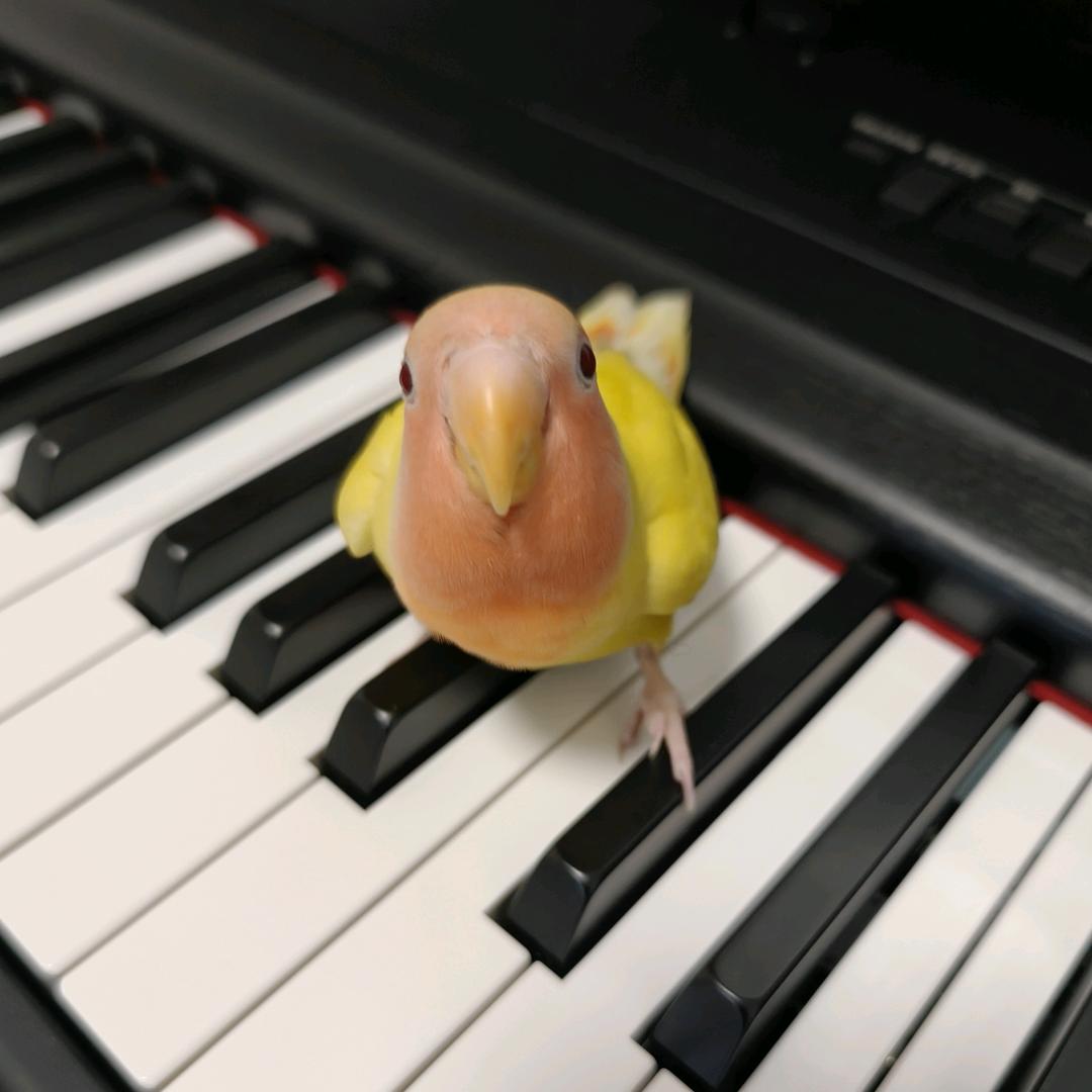 小艾同学🎹🎸🎤和她的宝宝🐔们