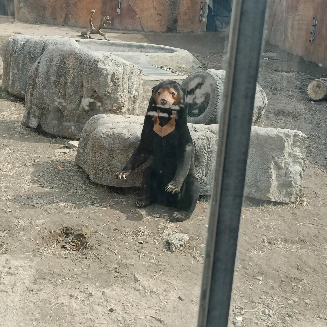 大熊爱静香🐻