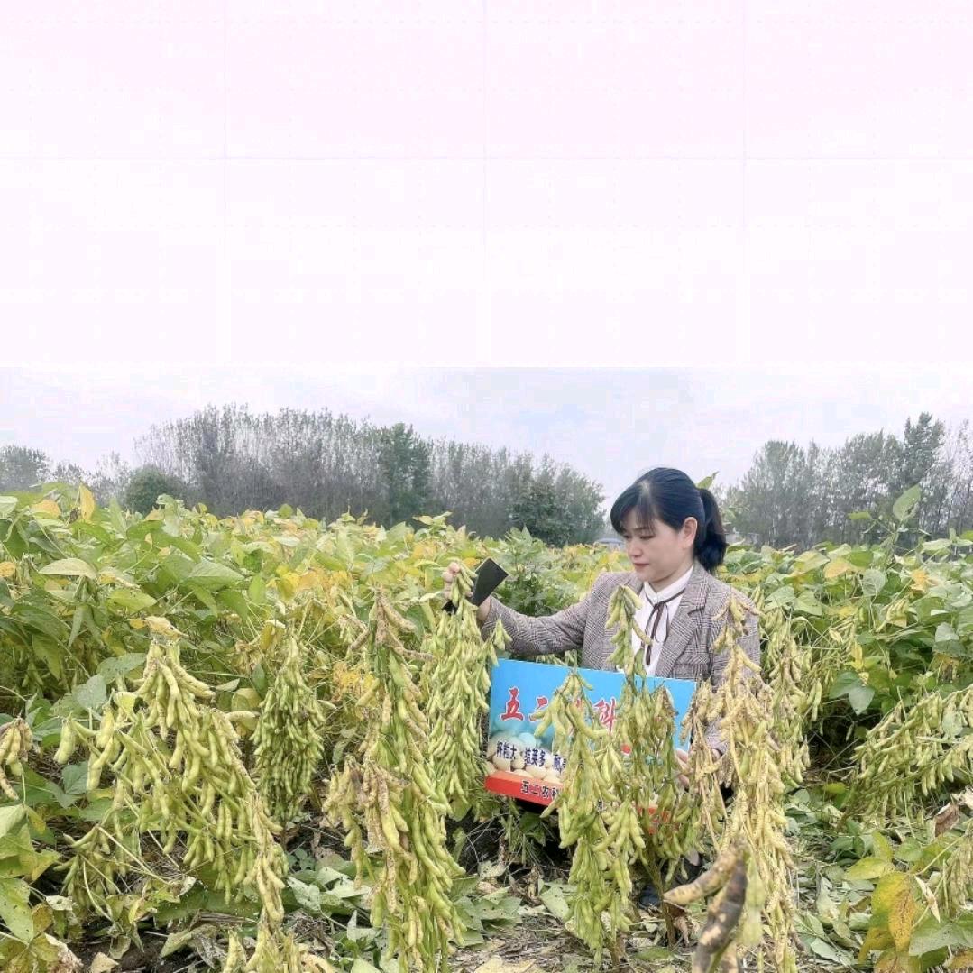 胡集洋丰复合肥农资店