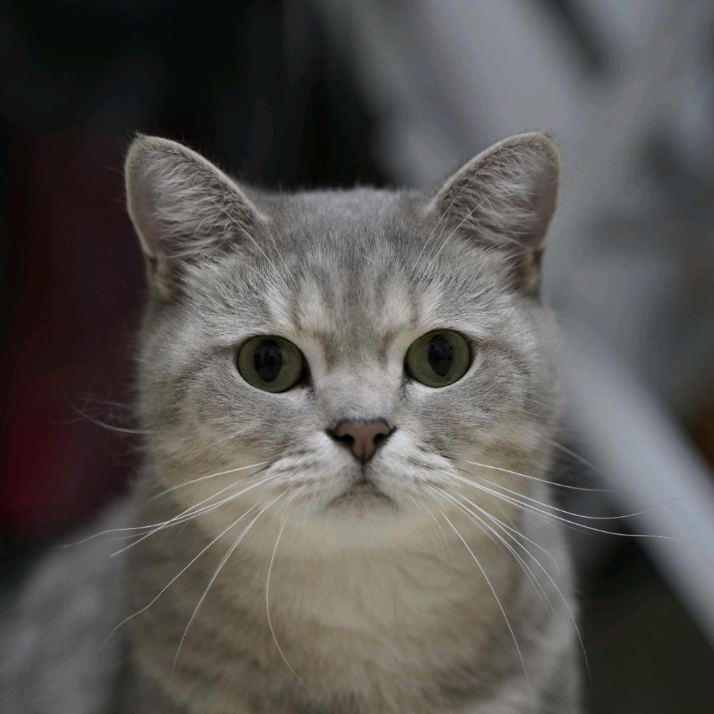 老人与海缸缸缸