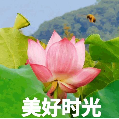 心清