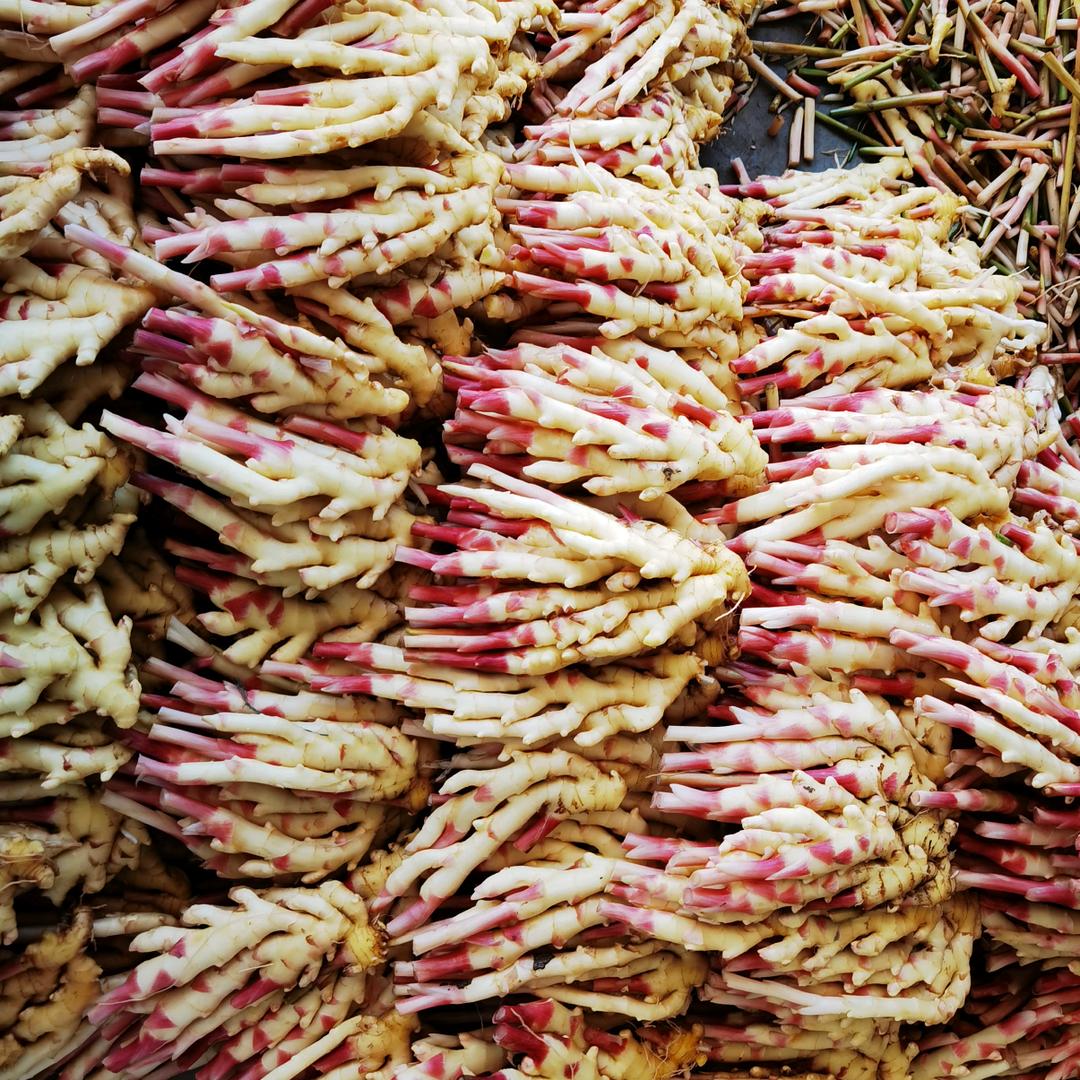 阜阳启帆生姜（临泉生姜代办）