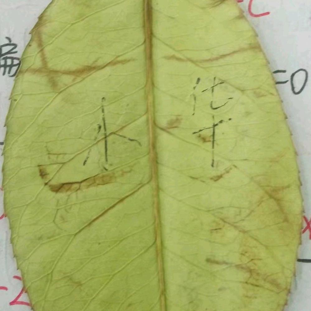 无敌的小图奇