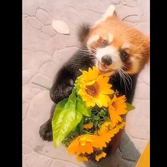 夏花首播