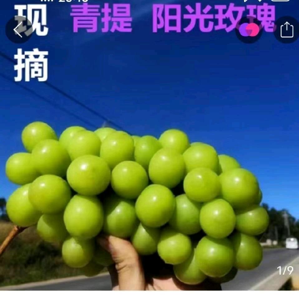 岭东果蔬甄选（全国代收代发）