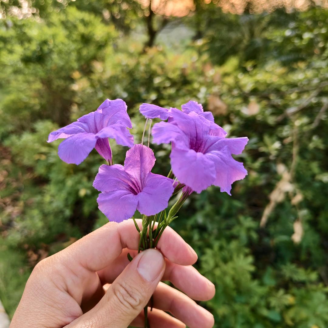爱吃哈密瓜