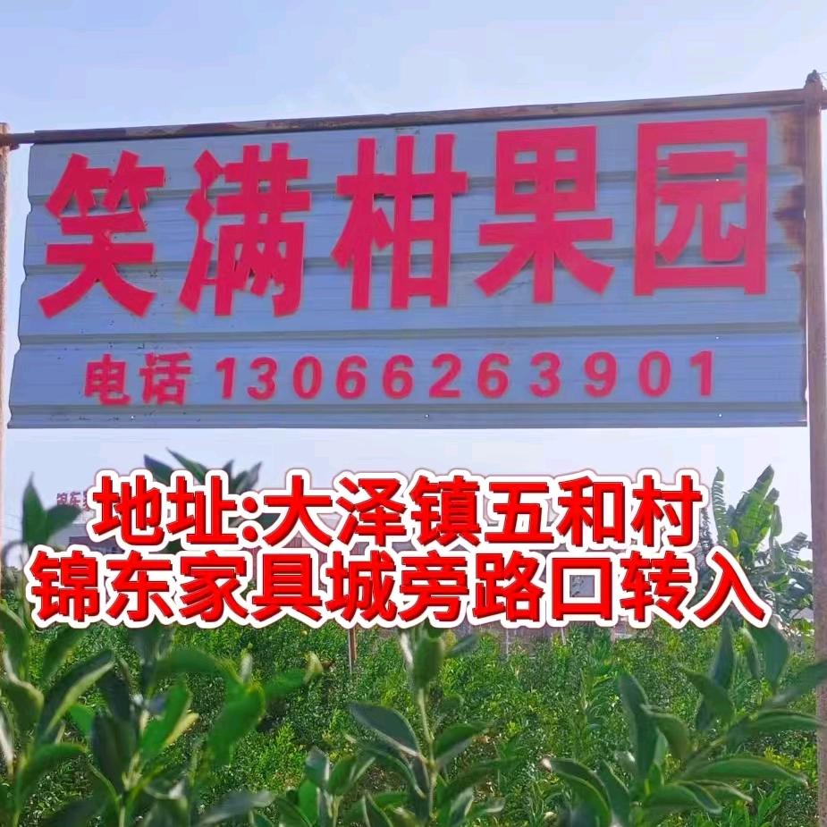 新会陈皮搬运工（果农）