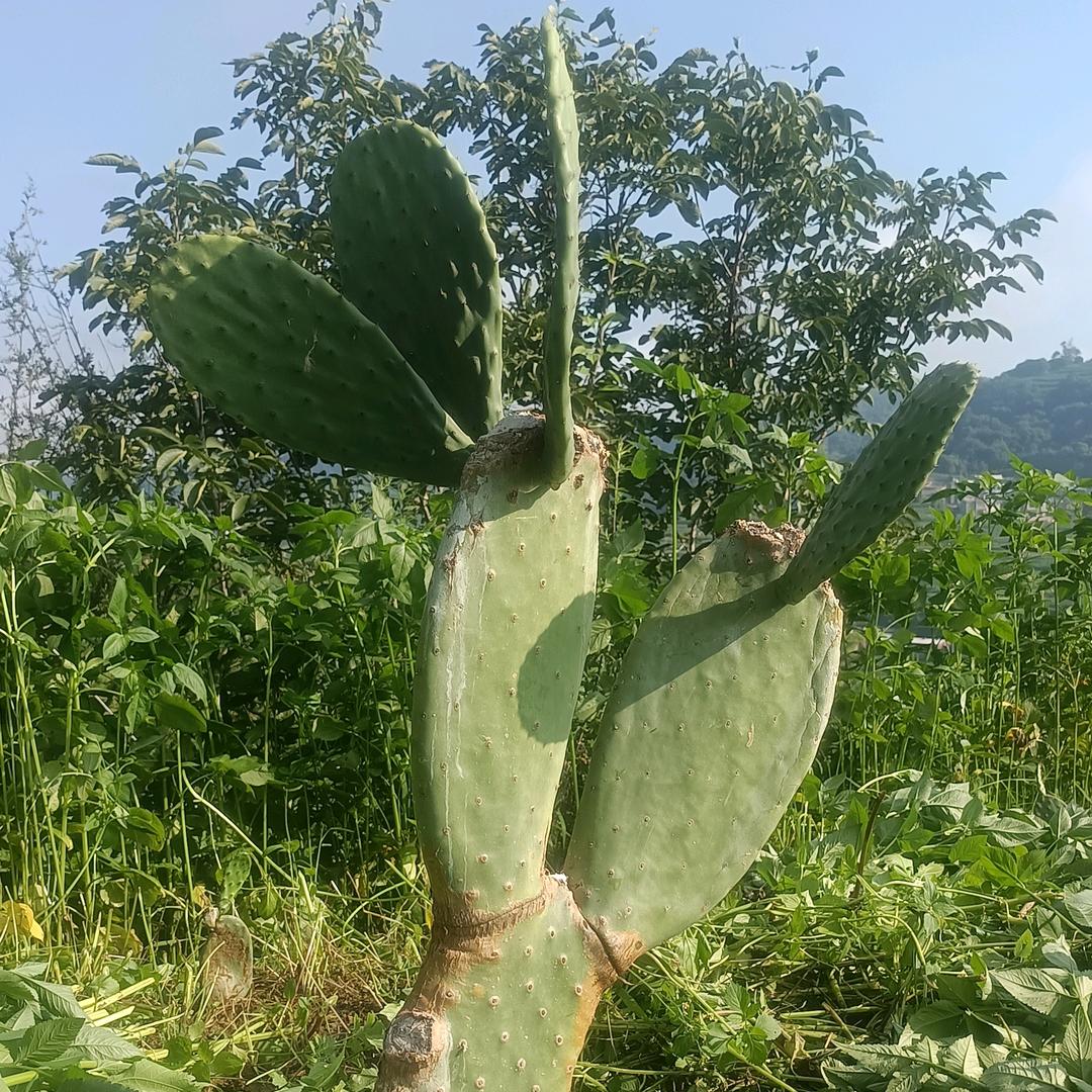 禄劝仙人掌🌵