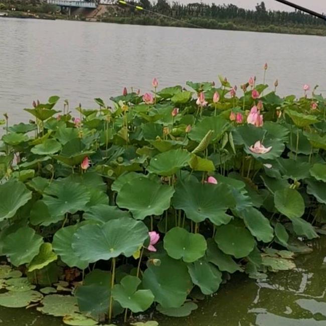 福星高赵❤六月