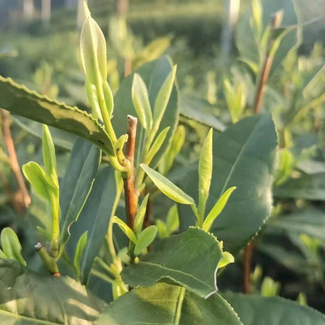 钟氏德兴隆茶业