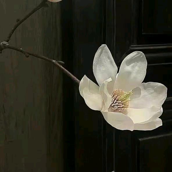 花落随心