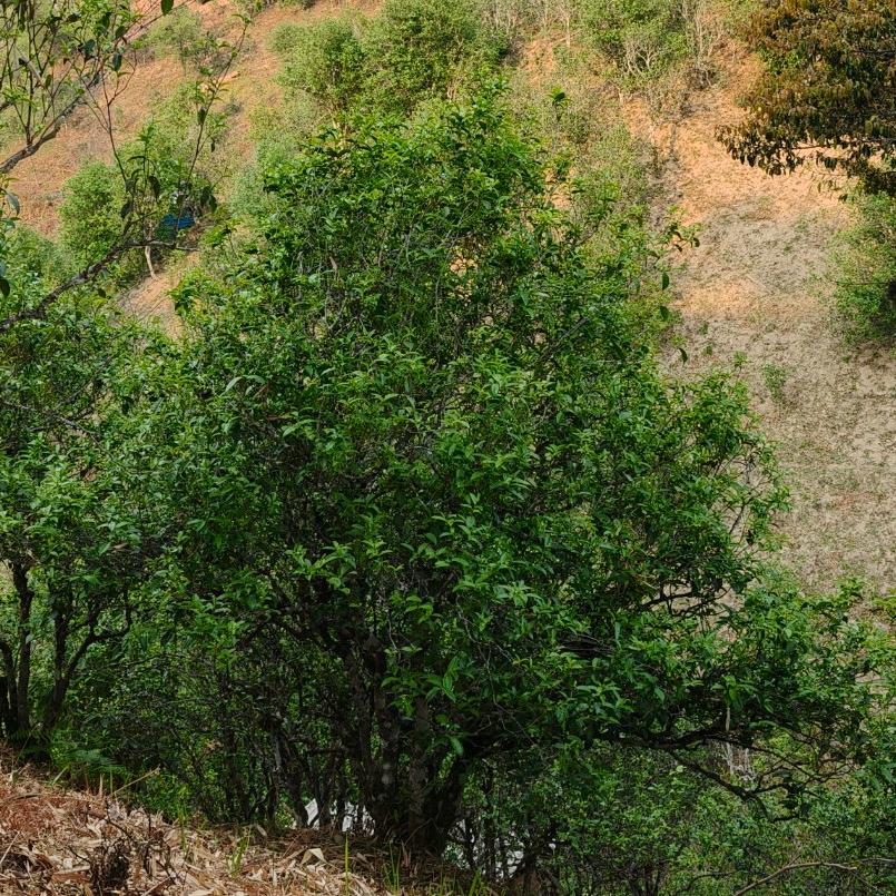 曼糯小五，【普洱茶】