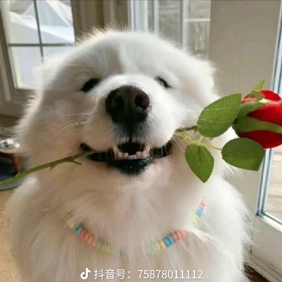 乐乐