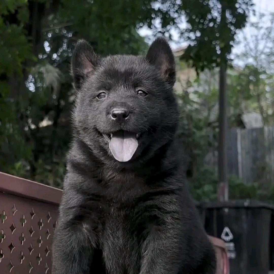 中华田园犬舍（买🐶丝聊）