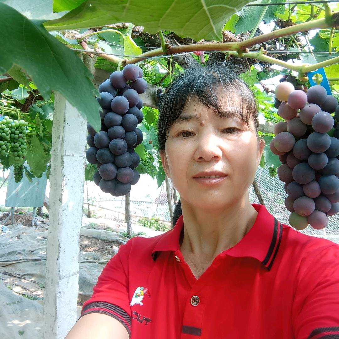 赣县葡萄采摘园