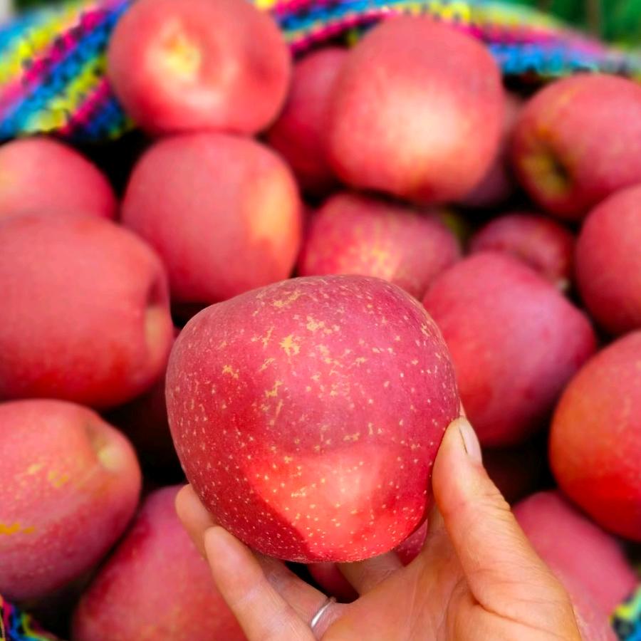 昭阳区云博水果种植部