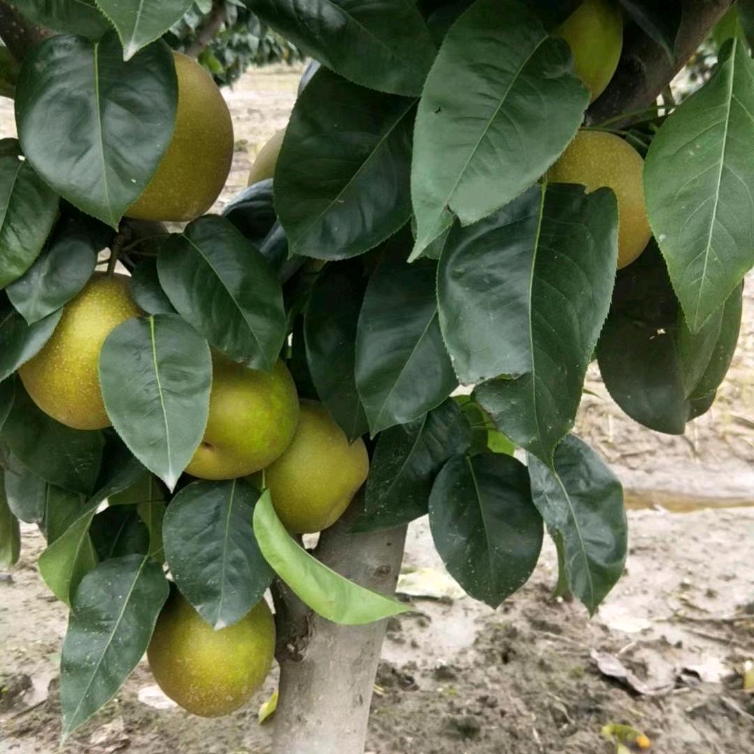 老叶蜜梨园(国珍果园)