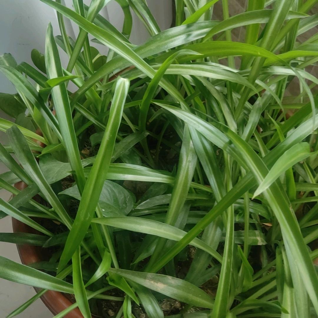 美丽的彩红