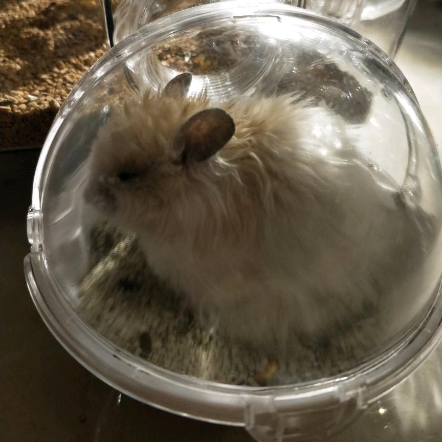 疯狂小老鼠