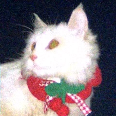 猫南北🐈🐈