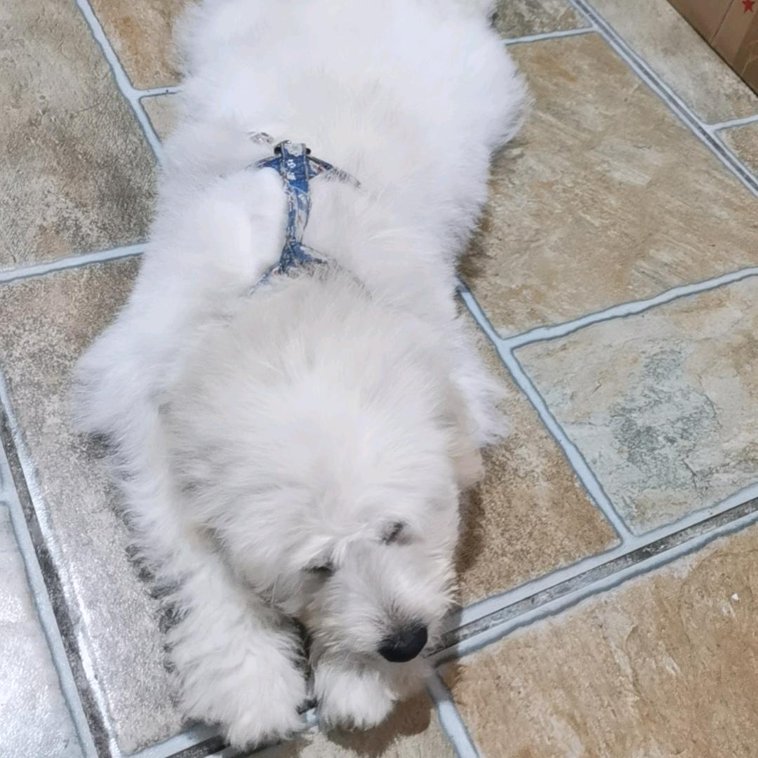 白马
