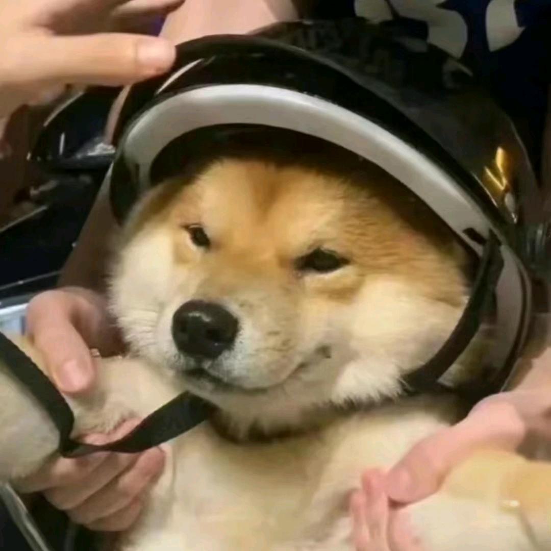 小爷醉看梦生死