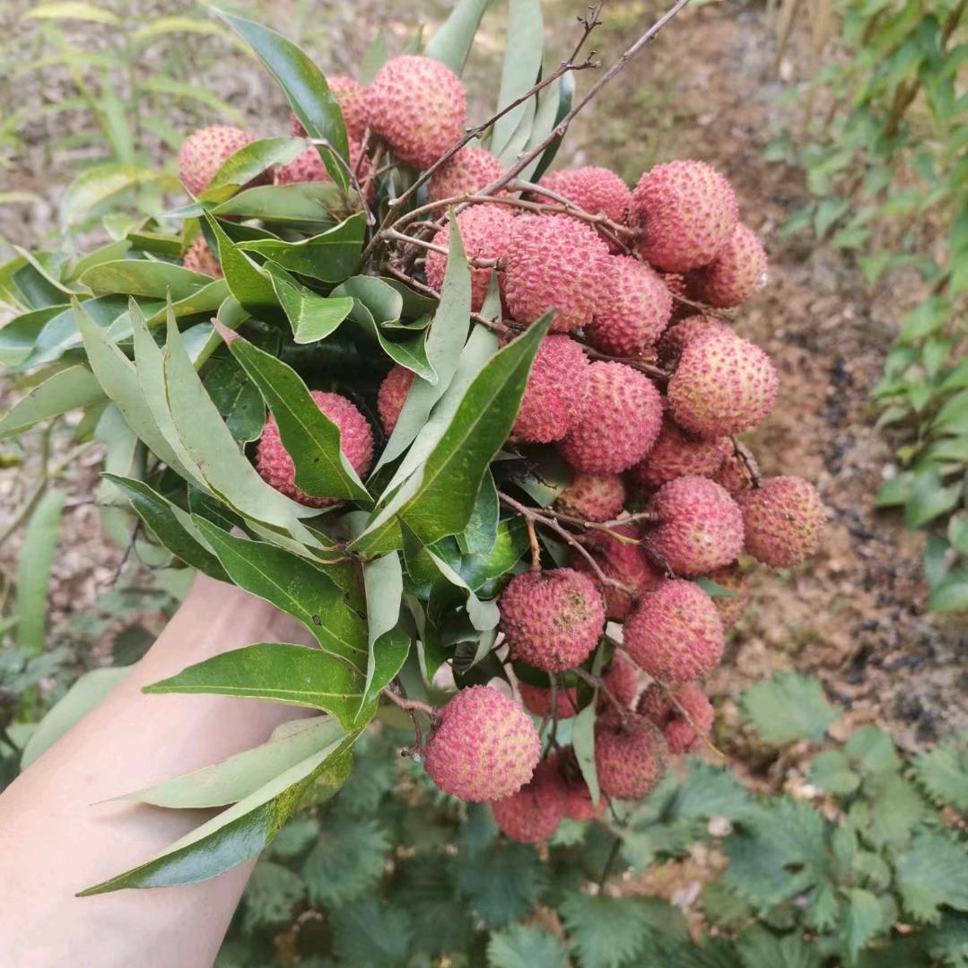 @陸顺發，禾香狗肉