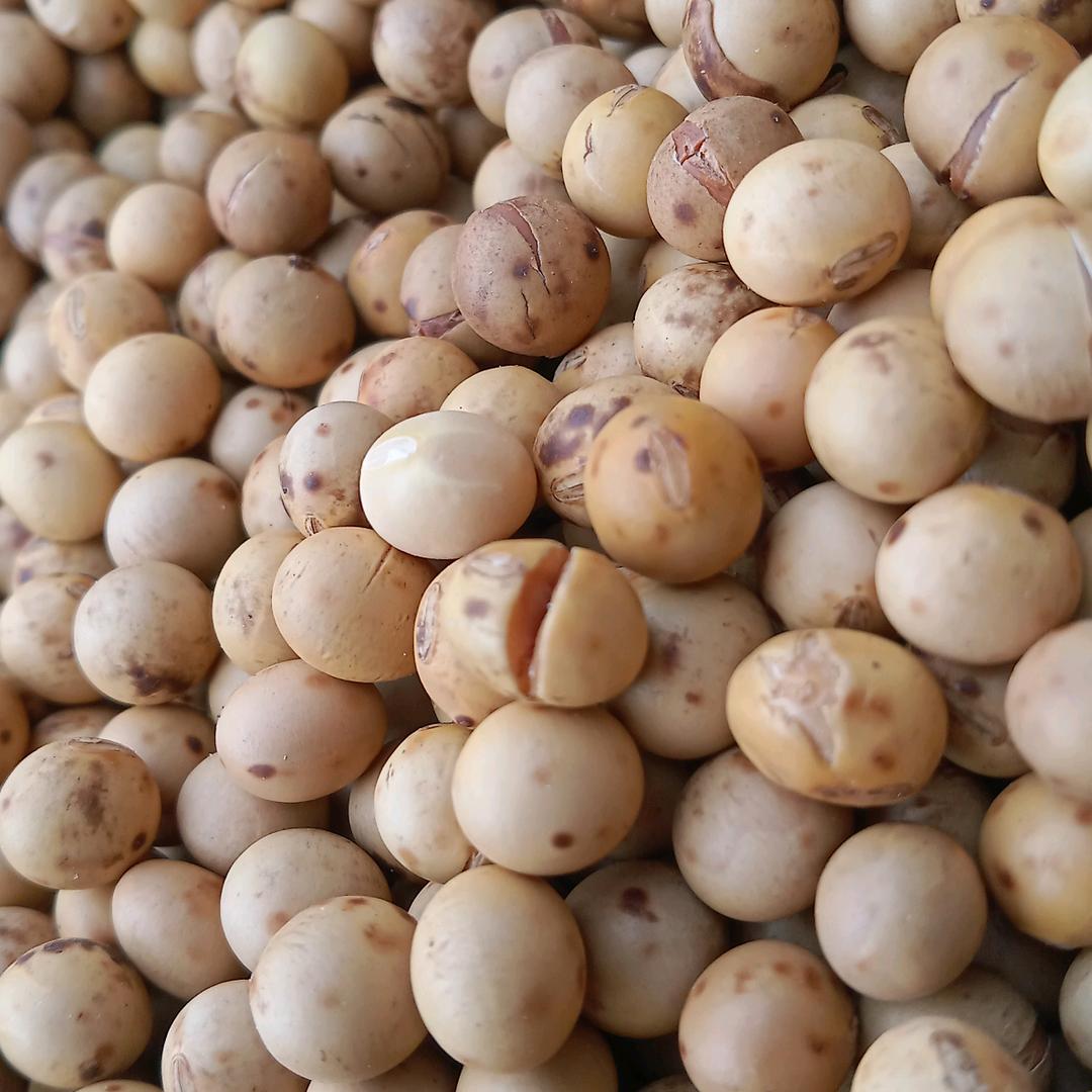 肇东生熟黄豆批发