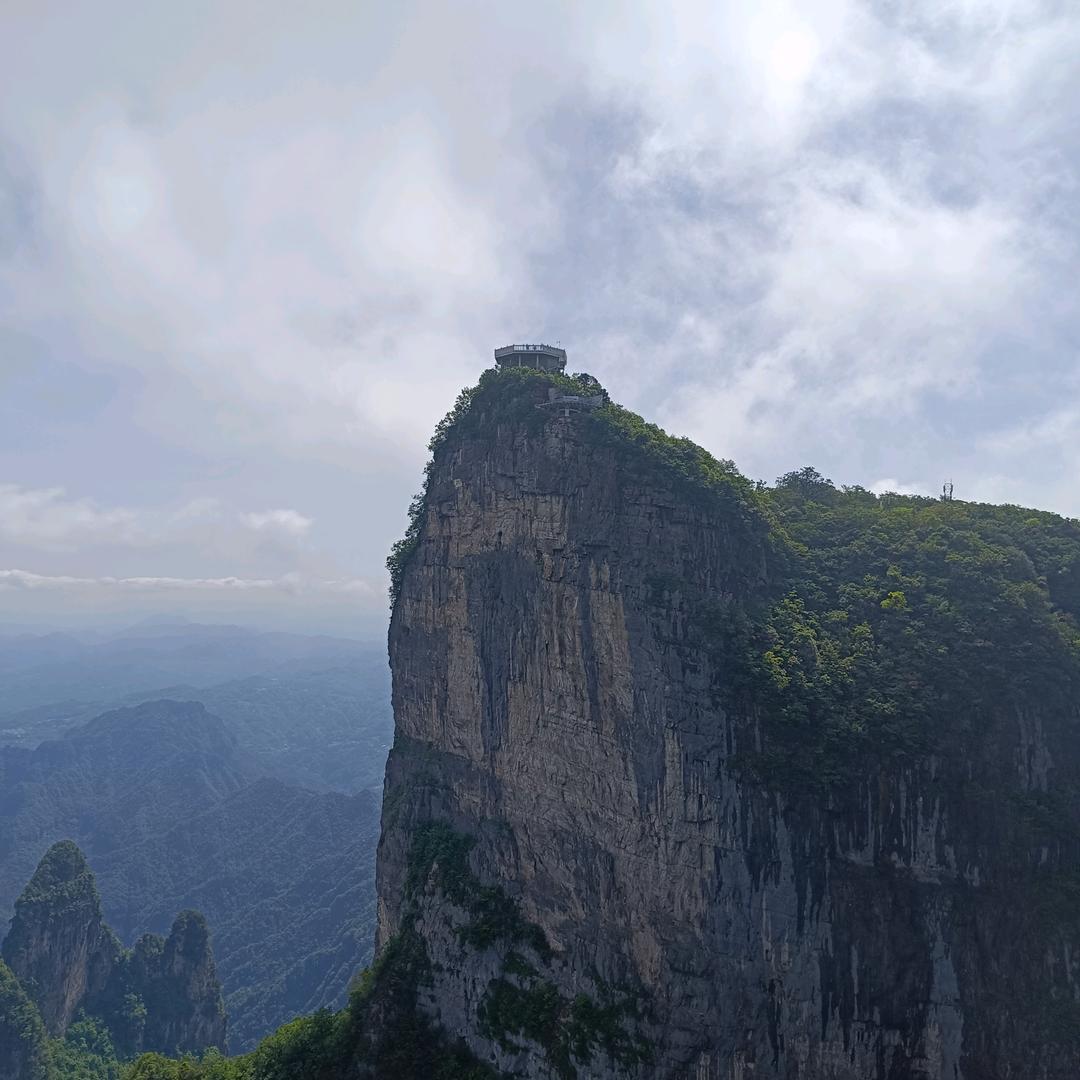 红牡丹