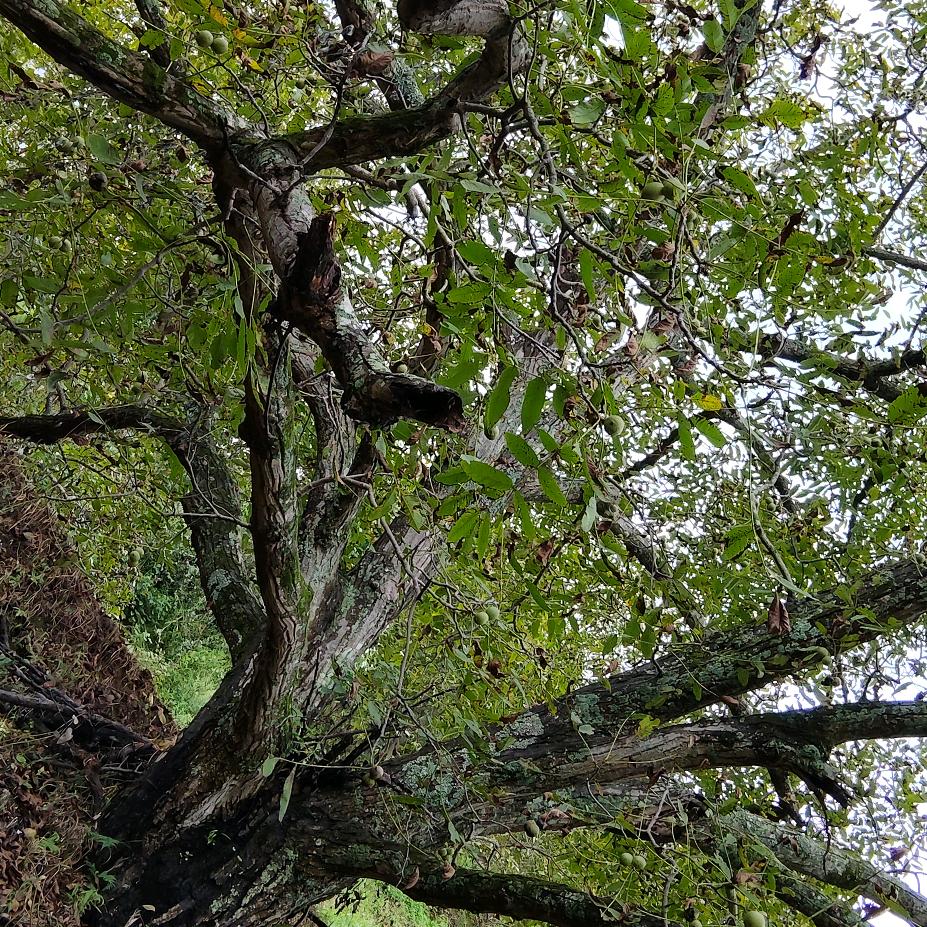 古树核桃村玲姑娘
